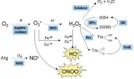 Figura  2:  Esquema  de  reações  de  formação  de  espécies  reativas  de  oxigênio  e  nitrogênio 