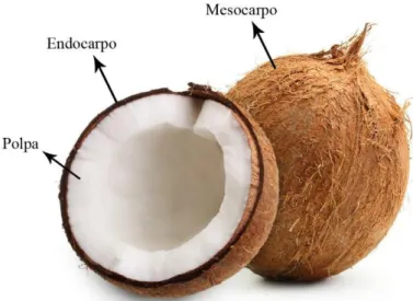 Figura 2 - Estrutura do coco seco. 