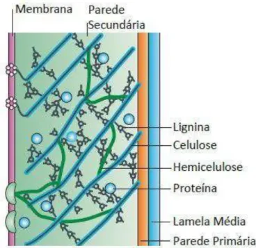 Figura  4  -  Representação  esquemática  da  disposição  da  celulose,  hemicelulose  e  lignina  na  parede celular