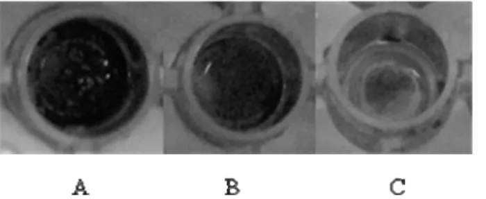 Figure 4.1. Biofilm stained with crystal violet. (A) strong producer; (B) moderate  producer; (C) weak producer