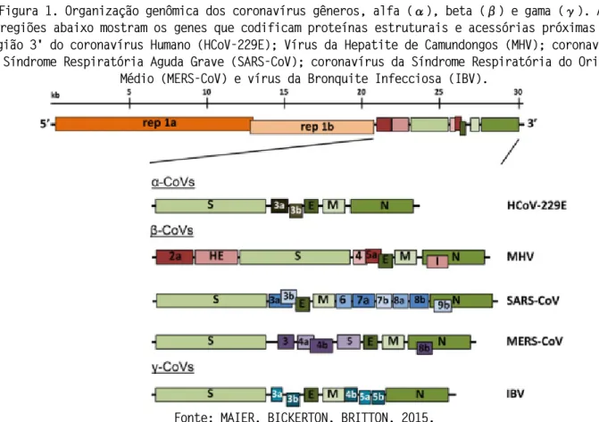 Figura 1. Organização genômica dos coronavírus gêneros, alfa ( α ), beta ( β ) e gama ( γ )