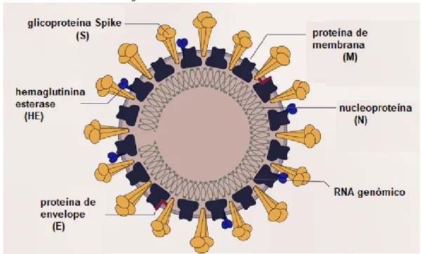 Figura 2. Estrutura do coronavírus. 