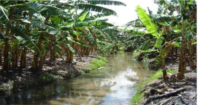 Figura 5 – Cultivo de bananeira realizado em gleissolo no município de Pureza/RN