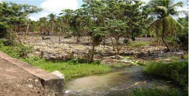 Figura 6 – Fruticultura praticada na margem esquerda do rio Punaú no município de Pureza/RN