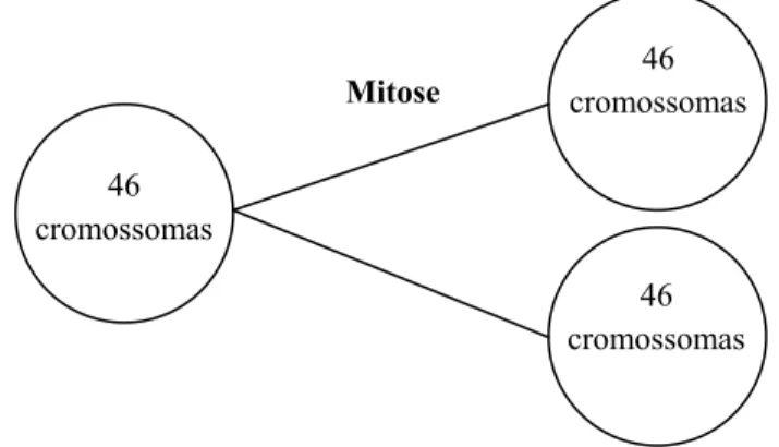 Figura 2.2: Processo de divisão celular - Mitose