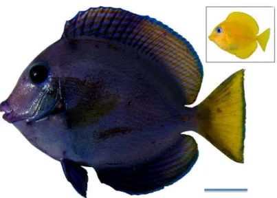 Figura 2. Espécime de Acanthurus coeruleus. Em destaque indivíduo na fase juvenil.  Barra: 2 cm