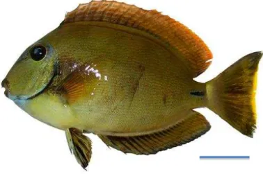 Figura 4. Espécime de Acanthurus bahianus. Barra: 2 cm. 