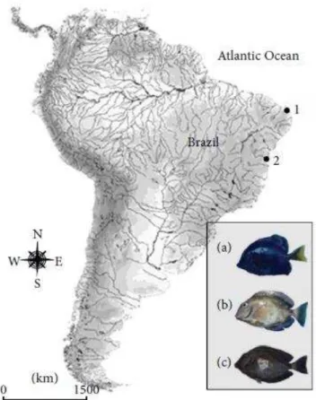Figure 1. Map of South America showing the collections sites of Acanthurus coeruleus (a), A
