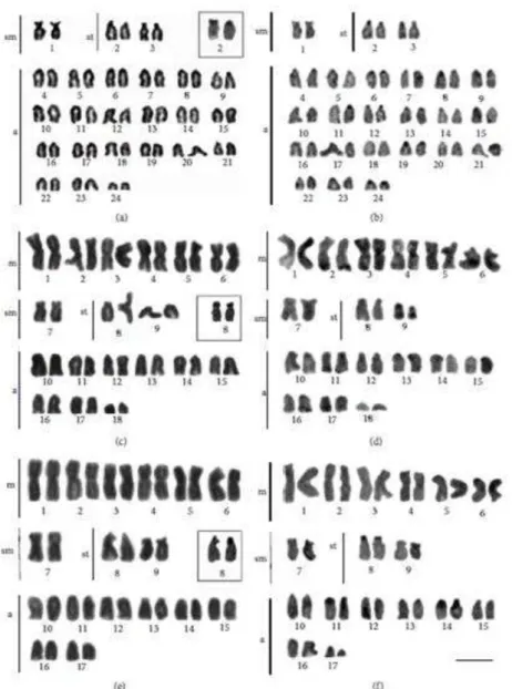 Figure 2: Karyotypes of Acanthurus coeruleus ((a) and (b)) with 2 �=48, A. bahianus ((c) and (d)) with 2�=36,  and A