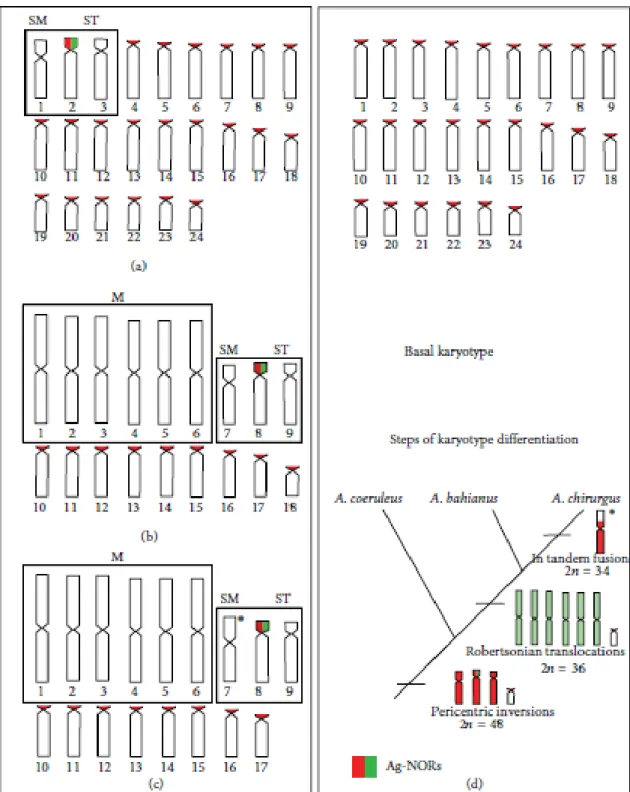 Figure 3. Idiograms of chromosomes sets of  Acanthurus coeruleus (a), A. bahianus (b), and A