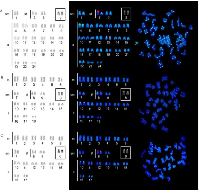 Figure 1. Karyotypes and metaphases of A. coeruleus (a), A. bahianus (b) and A. chirurgus (c) after Giemsa 