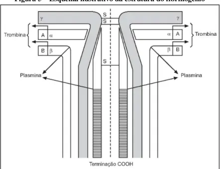 Figura 5 – Esquema ilustrativo da estrutura do fibrinogênio