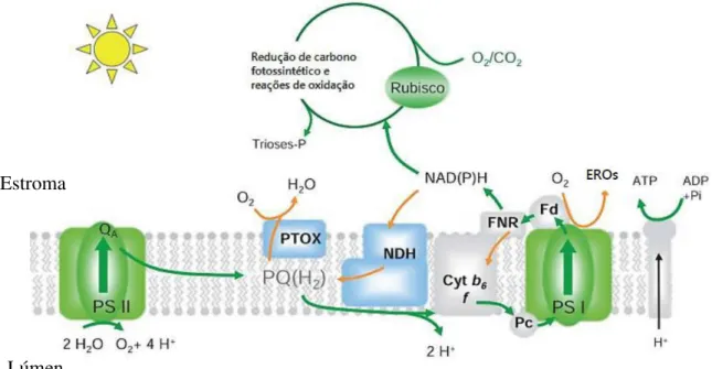 Figura 3  –  Reações de transferência de elétrons durante a fotossíntese oxigênica. 