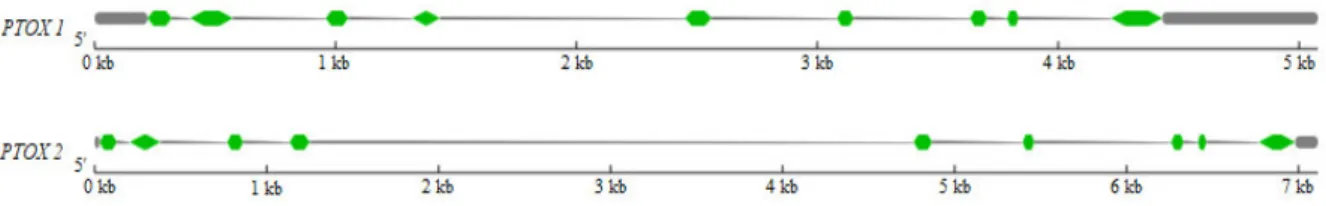 Figura  6  –   Estrutura  dos  genes  da  oxidase  terminal  do  plastídio  (PTOX)  de  Glycine  max  representada pela ferramenta Gene Structure Display Server 2.0