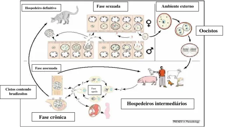 Figura 1. Ciclo de vida do Toxoplasma gondii. Fonte: Ferguson, 2002. 