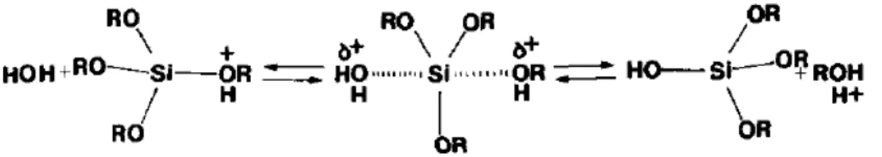 Figura 9: Mecanismo proposto para a hidrólise 