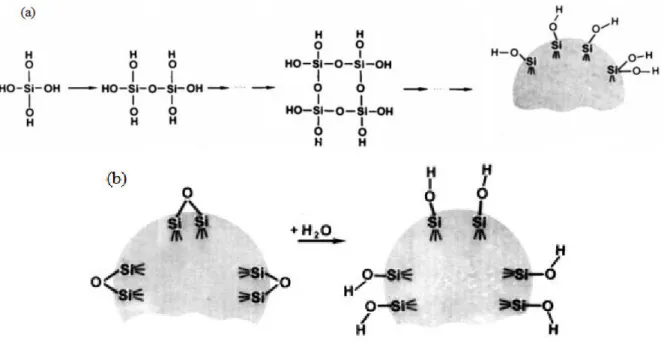 Figura  14:  Processos  para  a  adição  de  grupos  OH  na  superfície  da  sílica  amorfa  (a)  pela  condensação (b) pela reação de hidrólise da sílica desidratada  