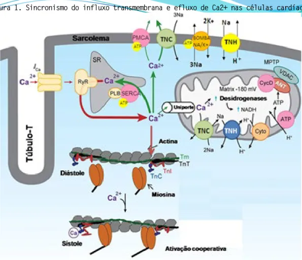 Figura 1. Sincronismo do influxo transmembrana e efluxo de Ca2+ nas células cardíacas