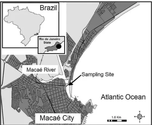 Figure 1 - Sampling site (arrow) at the estuarine region of the Macaé River, Rio de Janeiro state.