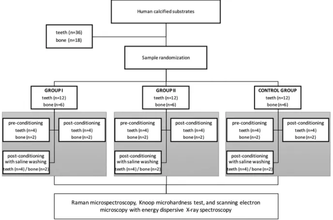 Fig. 1. Flow-chart showing the methodological aspects of the present study design (Control, control group; Group I, Carnoy's solution with chloroform; Group II, Carnoy's solution without chloroform).
