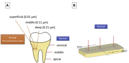 Fig. 2. Schematic representation of the sites in teeth and bone specimens on which the tests were performed