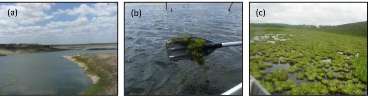 Figura  2  –  (a)  Ausência  de  macrófitas  no  espelho  de  água  do  açude  Marengo;  (b)  Presença de macrófitas submersas no açude São Nicolau; (c) Densidade de macrófitas  (espécies livres e enraizadas, flutuantes, livres e submersas) no açude Paus B