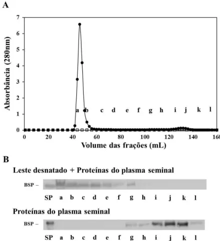 Figura 2. Interação entre proteínas do leite e plasma seminal de equinos.  (A) Perfil de eluição das  proteínas  do  leite  e  plasma  seminal  de  equinos  em  cromatografia  de  filtração  em  gel  na  resina  Sepharose CL-4B (  ), bem como, das proteín
