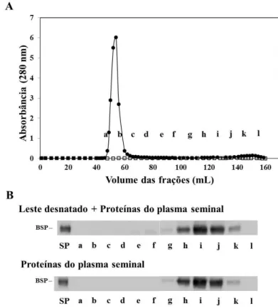 Figura  4.  Interação  entre  proteínas  do  leite  e  plasma  seminal  de  ovinos.  (A)  Perfil  de  eluição  das  proteínas do leite e plasma seminal de ovinos em cromatografia de filtração em gel na resina Sepharose  CL-4B (  ), bem como, das proteínas