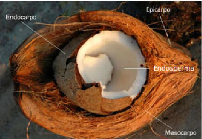 Figura 1: Corte longitudinal do coco seco. 