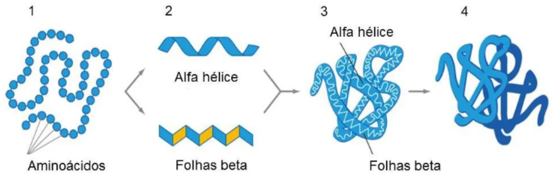 Figura  1  -  Estrutura  geral  de  proteínas.  1  –   estrutura  primária  (sequência  de  aminoácidos),  2  – estrutura secundária, alfa hélice e folhas beta, 3  –  estrutura terciária, 4  –  estrutura quaternária