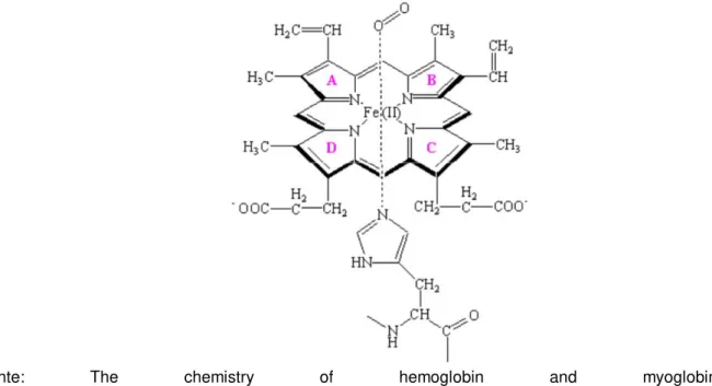 Figura 3 - Grupo Heme b, ferro II, ligado a um resíduo de histidina na proximal e ao oxigênio gasoso  na região distal