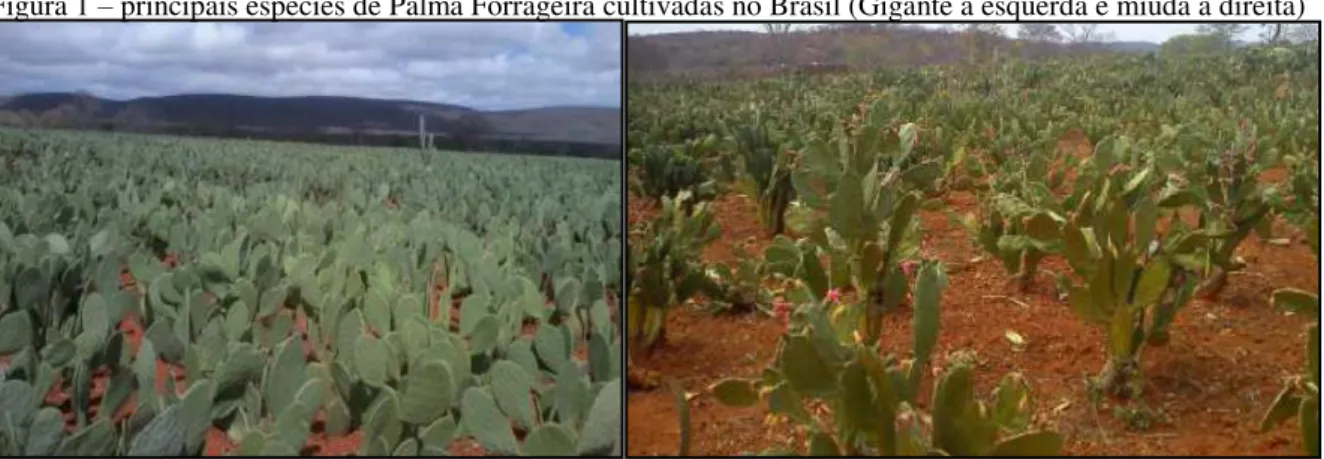 Figura 1 – principais espécies de Palma Forrageira cultivadas no Brasil (Gigante a esquerda e miúda a direita) 