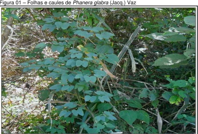 Figura 01 – Folhas e caules de Phanera glabra (Jacq.) Vaz 