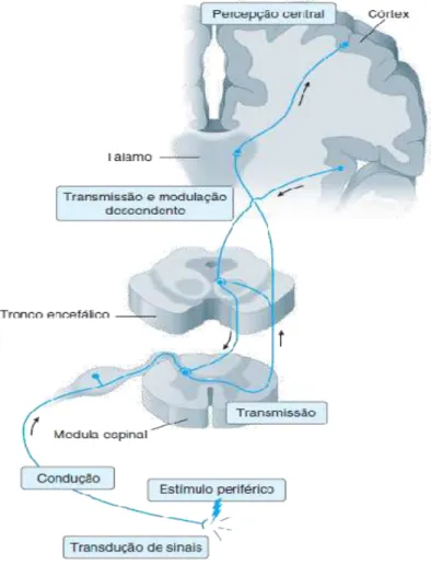 Figura 1 – Visão geral do circuito nociceptivo 