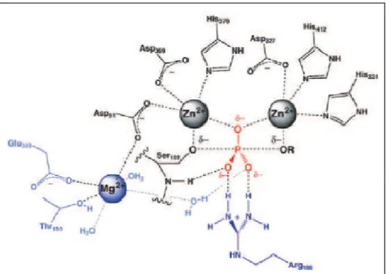 Figure  1.1.  E.  coli  alkaline  phosphatase  active  site.  Functional  groups  unique  to  AP  are  shown  in  blue  and  conserved functional groups are shown in black (Zalatan et al., 2008)