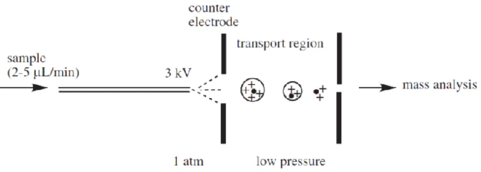 Figura 6 - Representação esquemática do funcionamento da ionização por Electrospray [20] 