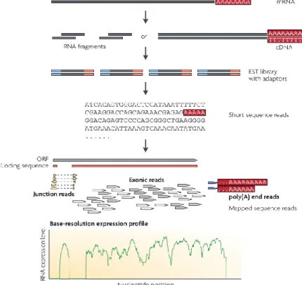 Figure  1  –  A  typical  RNA-Seq  experiment.  Image  and  text  adapted  from  Wang  et  al