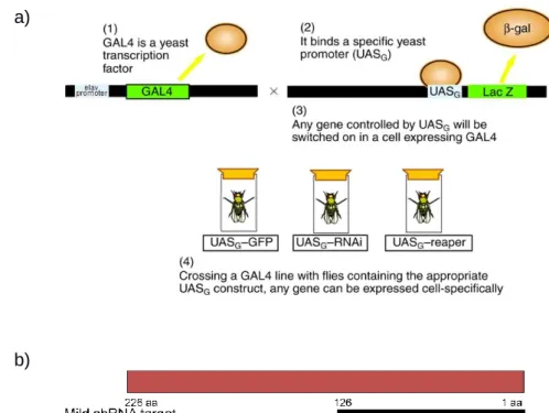 Figure  5  –  The  elav-GAL4  model.  a)  The  elav-GAL4  construct  (modifed  image  from  Dow,  Julian  A  T 40 )  b)  Representation of the Smn gene area targeted by C24.