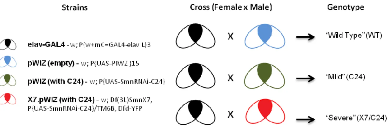 Figure  6  –  Drosophila  lines  used  in  this  study.  Details  the  crosses  made  to  obtain  the  studied  genotypes  (WT,C24 and X7/C24)