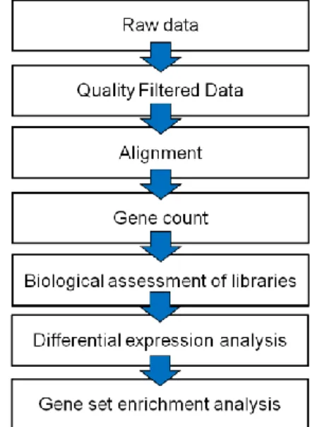 Figure 7 – Worfklow used for the analysis of the RNA-Seq libraries in both humans and flies