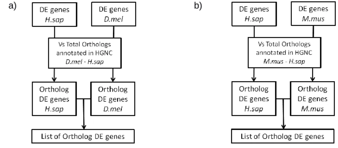 Figure 8 – Pipeline for the analysis of co-expression of a) D. melanogaster and H. sapiens ortholog genes  and b) M