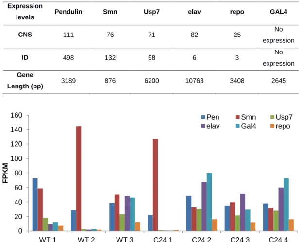 Table  1  –  Gene  expression  levels  of  the  benchmarking  genes  described  in  Flybase’s  high-throughput  expression database and their respective gene length for the central nervous system (CNS) and imaginal  discs  (ID)