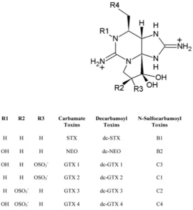 Fig. 2.1 Molecular structure of Paralytic shellfish toxins   (Adapt from Etheridge, 2010) 