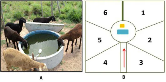 Figura 4: Detalhes dos piquetes. A: Animais experimentais com acesso livre a água; B:  Croqui da área dos piquetes, exemplo de um tratamento