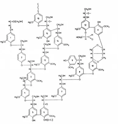 Figura 3.5 Segmento da estrutura macromolecular da lenhina de resinosa, proposto por Adler (Adapatdo de Adler,  1977; Sjöström, 1993) 
