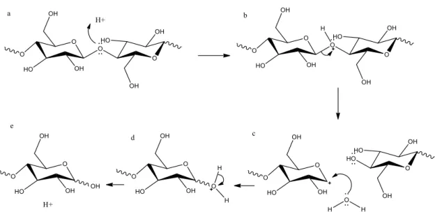 Figura 6: Mecanismo da hidrólise da celulose, catalisada por ácido. 