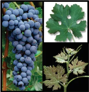 Figura 8- Casta Cabernet Sauvignon. A- Cacho e Bago; B- Folha adulta; C- Folha jovem (Adapatado de Giscours et al.,  2011) 