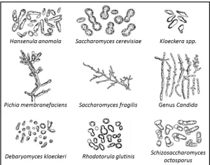 Figura 13-Exemplo de leveduras presentes em mostos e vinhos (Joshi et al., 2016) 