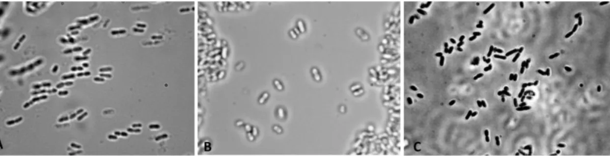 Figura 14- Exemplo de leveduras acéticas. A- Acetobacter aceti; B- Gluconobacter oxydans; C- Gluconacetobacter  liquefaciens (UCDAVIS- Viticulture and Enology, 2017) 