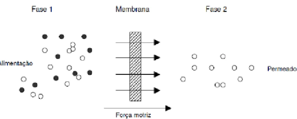 Figura 1 - Representação esquemática de duas fases divididas por uma membrana (adaptado de Mulder,  2000)